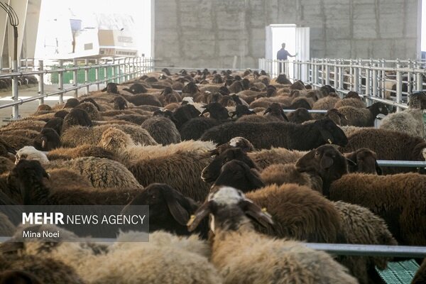 امنیت غذایی کشور با اصلاح نژاد دام‌های بومی تقویت
می‌شود