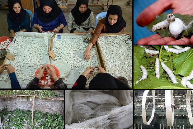 تعرفه پایین واردات تخم نوغان؛ چالشی برای توسعه پایدار صنعت
ابریشم