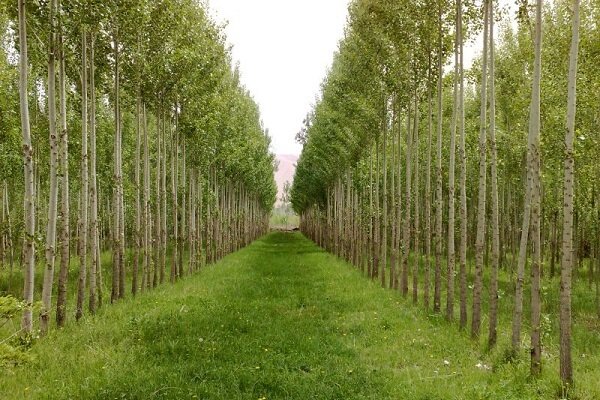 بیش از ۷ هزار هکتار اراضی ملی برای زراعت چوب در کشور شناسایی
شد