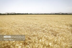 تعیین‌تکلیف نرخ خرید تضمینی گندم در اولویت شورای قیمت‌گذاری
است