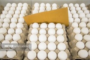 خرید حمایتی تخم‌مرغ از سوی شرکت پشتیبانی امور دام آغاز
شد