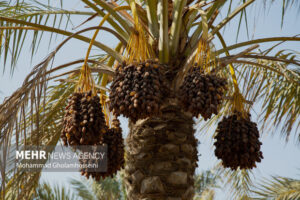 خرید حمایتی خرما توسط شبکه تعاون روستایی به زودی آغاز
می‌شود