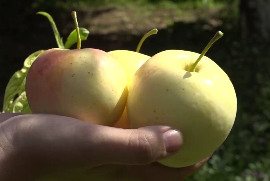 سرزمین سیب‌های شیرین!