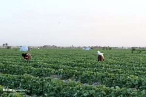 ضرورت بازنگری در الگوی کشت با توجه به تغییر اقلیم