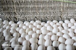 مجوز خرید حمایتی ۳۰ هزار تن تخم‌مرغ صادر شد