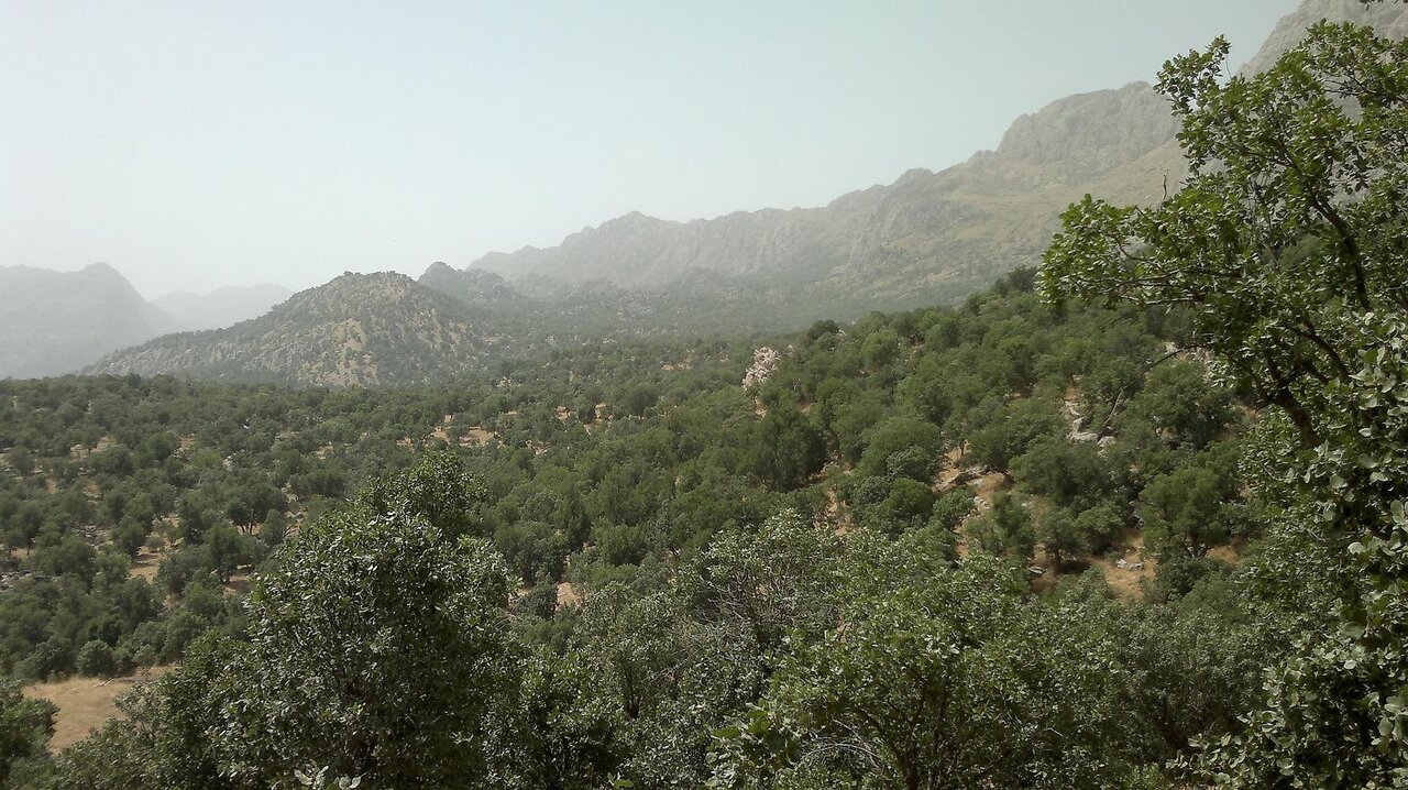 ناقوس مرگ زاگرس؛ زوالی که کمک می‌طلبد