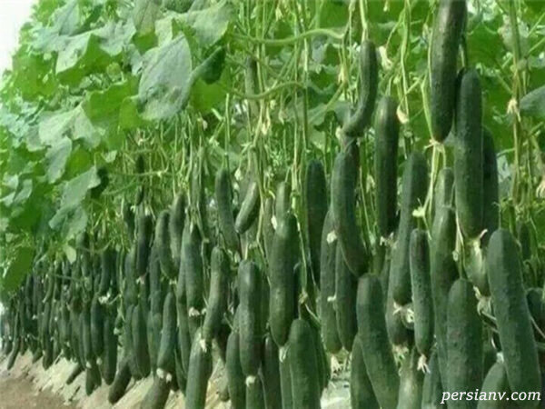 هر کیلو گرم خیار در رنج ۸۰ هزار تومان+ قیمت انواع میوه و
سبزی‌جات