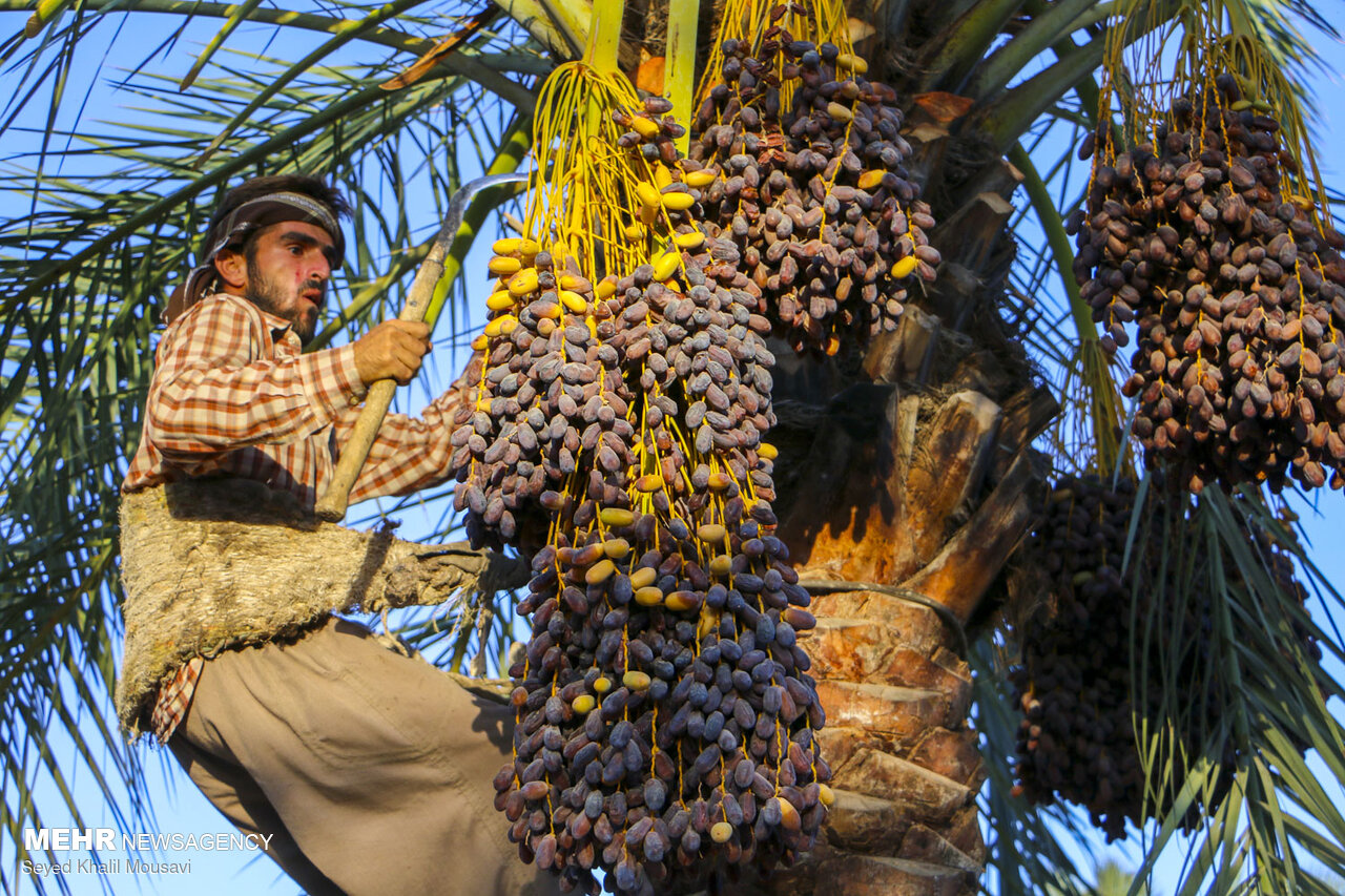 جشنواره ملی خرما در شهرستان شادگان برگزار می‌شود