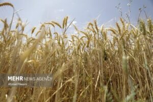 جلسه کارشناسی برای تعیین قیمت گندم امروز برگزار
می‌شود