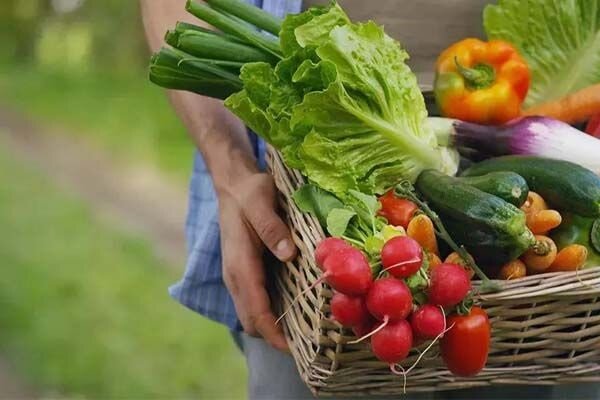 جهان برای تامین امنیت غذایی چاره‌ای جز پذیرش تراریخته‌ها
ندارد
