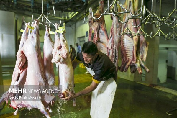 سوداگری در بازار دام و گوشت قرمز