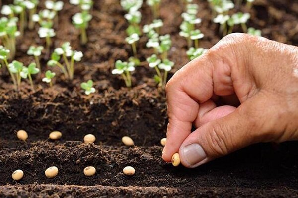 عملکرد محصولات کشاورزی از بذر معمولی تا گواهی شده