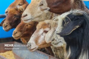 قیمت دام زنده امروز چهارشنبه ۱۵ مرداد بین ۱۵۰ تا ۲۹۰ هزار
تومان است