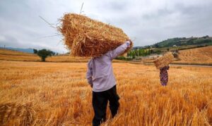 کمیته تخصصی برای توافق قیمت گندم سه‌شنبه تشکیل
می‌شود