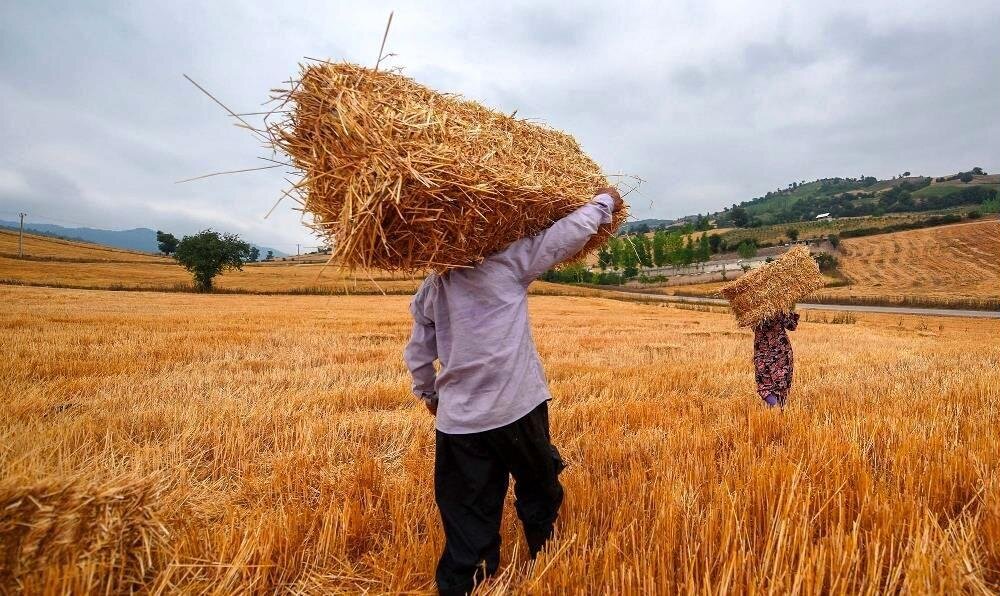 کمیته تخصصی برای توافق قیمت گندم سه‌شنبه تشکیل
می‌شود