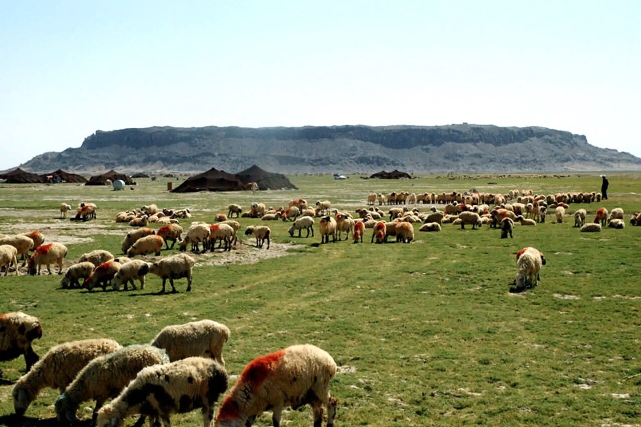 انتصاب سرپرستان جدید در سازمان امور عشایر ایران با تأکید بر
جوان‌گرایی