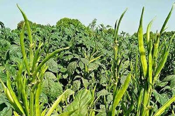 بررسی راهکارهای بهداشت گیاهی در حاشیه کارگاه منطقه‌ای فائو
در عمان