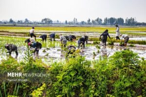 برنج در دام سوءمدیریت‌ها؛ از عملکرد جزیره‌ای تا
احتکار