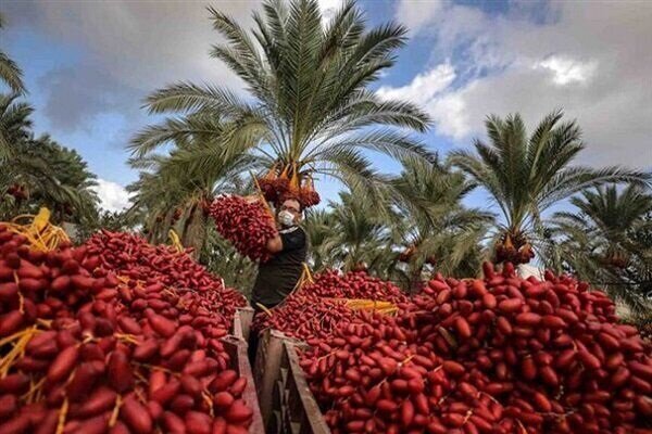طلای سیاه بم در کش و قوس مشکلات؛ دست ما کوتاه خرما بر
نخیل