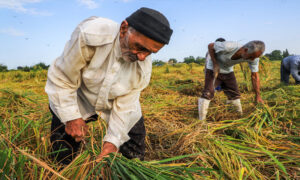 مرکز ملی پایش الگوی تولید کشاورزی افتتاح شد