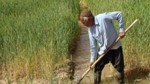 پتروشیمی ها امسال کود مورد نیاز بخش کشاورزی را تحویل
ندادند