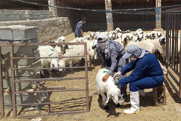 بیش از ۸۶۰ عامل بیماری‌زا از دام به انسان منتقل
می‌شود