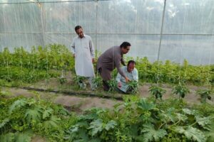 سراوان؛ قطب تولیدات گلخانه‌ای با تولید بیش از ۱۳ هزار تن
محصول