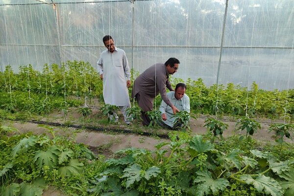 سراوان؛ قطب تولیدات گلخانه‌ای با تولید بیش از ۱۳ هزار تن
محصول