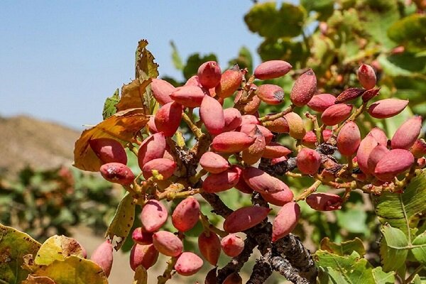 شهرکی: بیش از ۴۶۰۰ تن پسته از باغات زاهدان برداشت شد