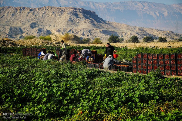 فعالیت ۱۷۵ تعاونی زنان روستایی در کشور