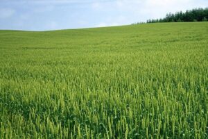 نایب‌رئیس کمیسیون اصل ۹۰: بحران آب تهدیدی برای امنیت غذایی
کشور است