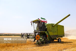 واردات گندم ضرورتی موقت است