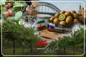 کیوی گیلان؛ محصولی با جایگاه ویژه؛ از بازار داخلی تا صادرات
جهانی